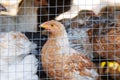 Young chickens behind wire mesh. Royalty Free Stock Photo