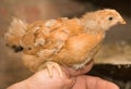 Young chickens sitting on the hand Royalty Free Stock Photo