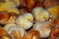 Young chicks