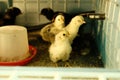 Young chicks in a brooder Royalty Free Stock Photo