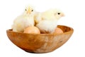 Young chicks - easter concept Royalty Free Stock Photo