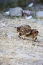 Young Chicks having the food