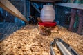 Young chicks inside a chicken brooder cage with a heat lamp, wood shaving bedding, food and water Royalty Free Stock Photo