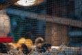 Young chicks inside a chicken brooder cage with a heat lamp, wood shaving bedding, food and water Royalty Free Stock Photo