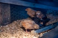 Young chicks inside a chicken brooder cage with a heat lamp, wood shaving bedding, food and water Royalty Free Stock Photo