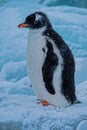 Gentoo penguin chick sitting on glacier ice, Antarctica Royalty Free Stock Photo