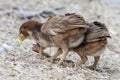 Young Chicks posing for a picture