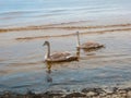 Young chicks of swans, with still gray plumage Royalty Free Stock Photo