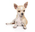 Young Chihuahua dog on a white background