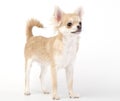 Young chihuahua dog stacking in show position