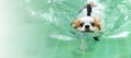 Young chihuahua dog wearing life vest jacket swim in swimming pool looking at camera with relax leisure time on holiday.