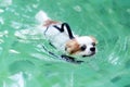 Young chihuahua dog wearing life vest jacket swim in swimming pool with relax leisure time on holiday. Overweight adorable dog