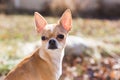 Young Chihuahua with Ears Perked Royalty Free Stock Photo