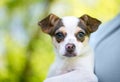 A young Chihuahua mixed breed puppy being held by a person Royalty Free Stock Photo