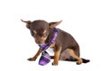Young chihuahua not very reassured with a purple tie