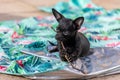 Young chihuahua Poddle mix puppy dog biting a stick Royalty Free Stock Photo