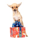 Young chihuahua puppy with Christmas giftbox Royalty Free Stock Photo