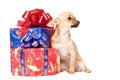 Young chihuahua puppy with Christmas Gifts Royalty Free Stock Photo