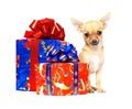 Young chihuahua puppy with Christmas Gifts Royalty Free Stock Photo