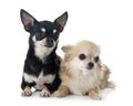 Young chihuahua in studio Royalty Free Stock Photo