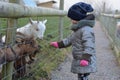 Young child feeding grass to pygmy African goats