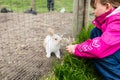 Young child feeding rabbit with food Royalty Free Stock Photo