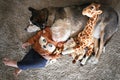 Young Child Laying with Her Pet German Shepherd Dog and Giraffe Stuffed Animals