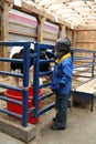 Young child looking at a cow in its pen Royalty Free Stock Photo