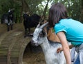 Young child petting domestic goats in barn with green background