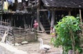 Young childeren on South Chinees farm with geese