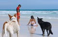Young children playing on wet beach sand with dogs Royalty Free Stock Photo