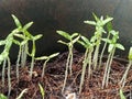 Young Chili tree in the garden