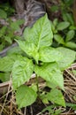 Young chili tree on the ground Royalty Free Stock Photo