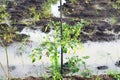 Young Chilli Tree With Many Chillies