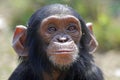 Young chimp Royalty Free Stock Photo