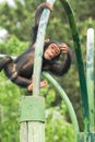 Young chimpanzee Royalty Free Stock Photo