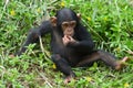 Young chimpanzee Royalty Free Stock Photo