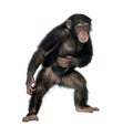Young chimpanzee against white background Royalty Free Stock Photo