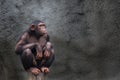 Chimp or chimpanzee. Young chimpanzee alone portrait, sitting crouching on a piece of wood