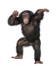 Young Chimpanzee dancing Royalty Free Stock Photo