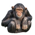 Young chimpanzee isolated on white Royalty Free Stock Photo