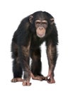 Young Chimpanzee looking at the camera - Simia tro Royalty Free Stock Photo