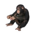 Young Chimpanzee looking himself at the pocket mir