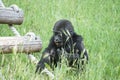 Young chimpanzee monkey sitting in grass Royalty Free Stock Photo