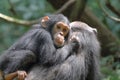 Young chimpanzee on the mother