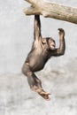 Young Chimpanzee playfully hanging on a tree branch Royalty Free Stock Photo
