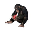 Young Chimpanzee playing with red gun, simia troglodytes