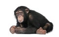 Young Chimpanzee - Simia troglodytes (5 years old) Royalty Free Stock Photo