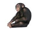 Young Chimpanzee - Simia troglodytes (5 years old) Royalty Free Stock Photo