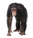 Young Chimpanzee - Simia troglodytes (5 years old) Royalty Free Stock Photo